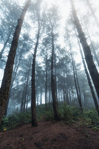 Forêt de pins dans les montagnes le matin, hiver d'asie du sud