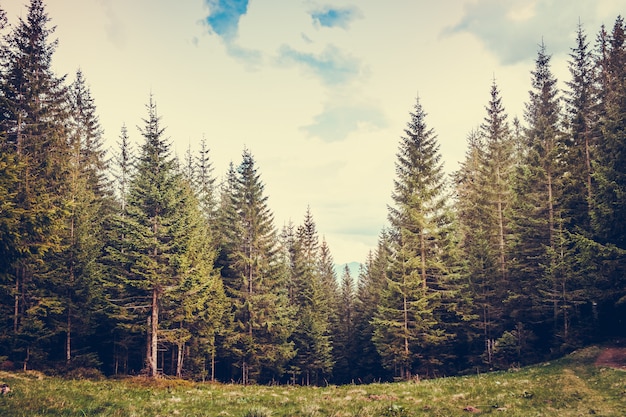 Forêt de pins dans les montagnes