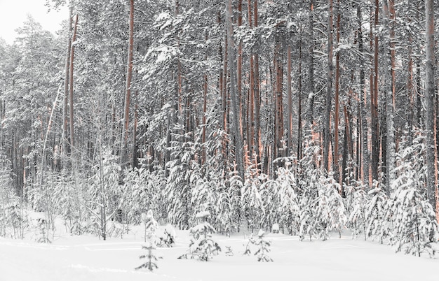 Forêt de pins dans la neige en hiver.