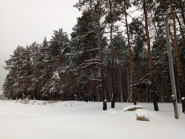 Une forêt de pins dans la neige en hiver