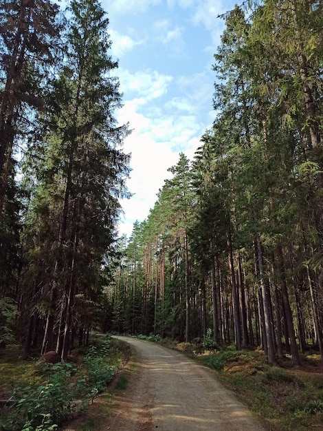 Forêt de pins dans les rayons du soleil couchant.