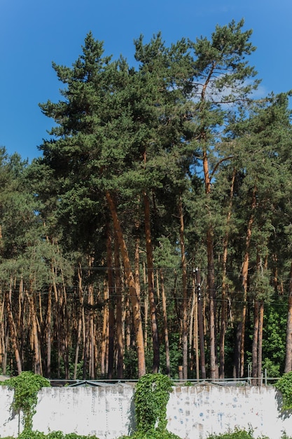 Une forêt de pins derrière la clôture