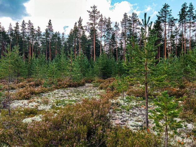 Forêt de pins du Nord Mousse blanche et fleurs de bruyère