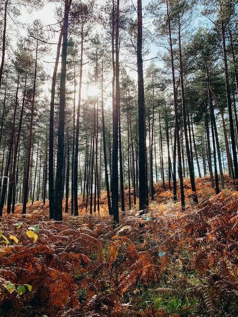 Photo une forêt de pins éclairée par le soleil en automne