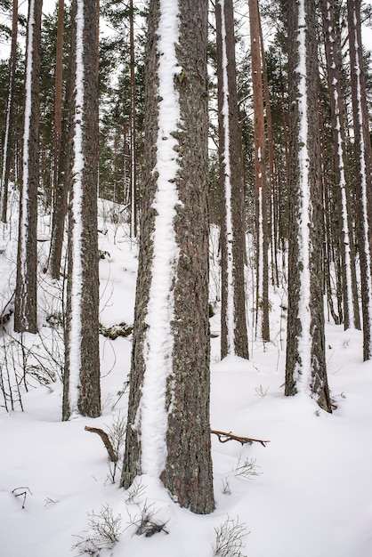 Forêt de pins enneigés sur le rocher couvert de congères jour couvert froid