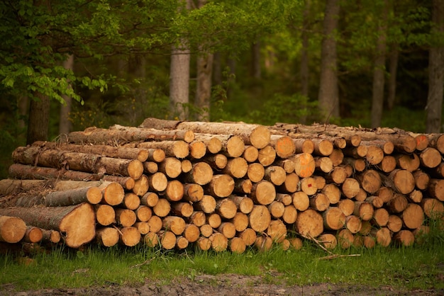 Forêt de pins et d'épicéas Les troncs de grumes empilent l'industrie du bois d'exploitation forestière