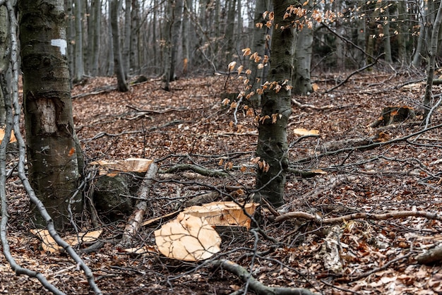 Forêt de pins et d'épicéas Les troncs de journaux empilent l'exploitation forestière Le panorama de l'industrie du bois Les troncs en bois