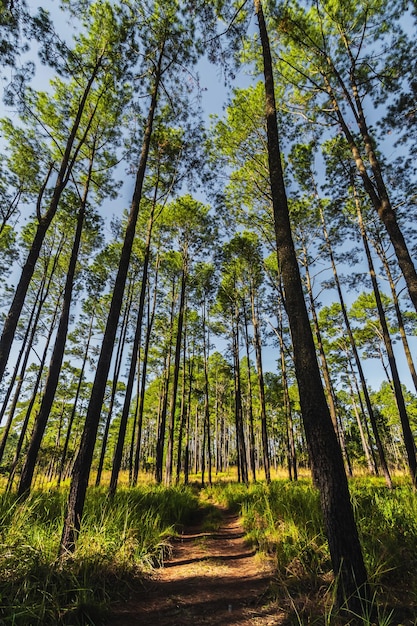 Forêt de pins en été au parc national de Thung Salaeng Luang en Thaïlande