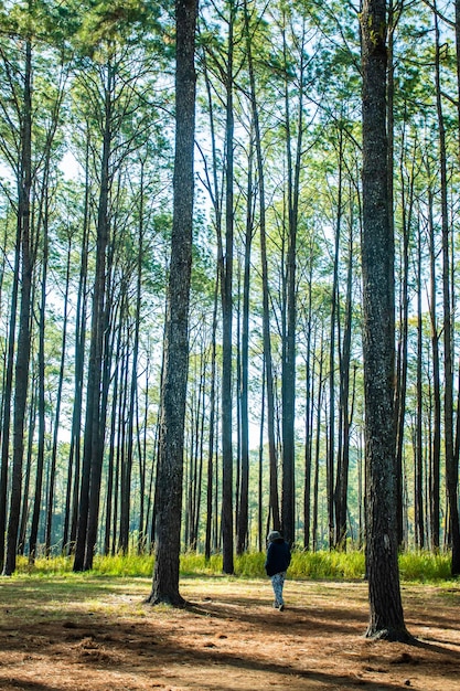 Forêt de pins en été au parc national de Thung Salaeng Luang en Thaïlande