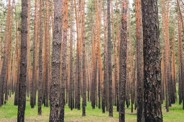 Forêt de pins en été