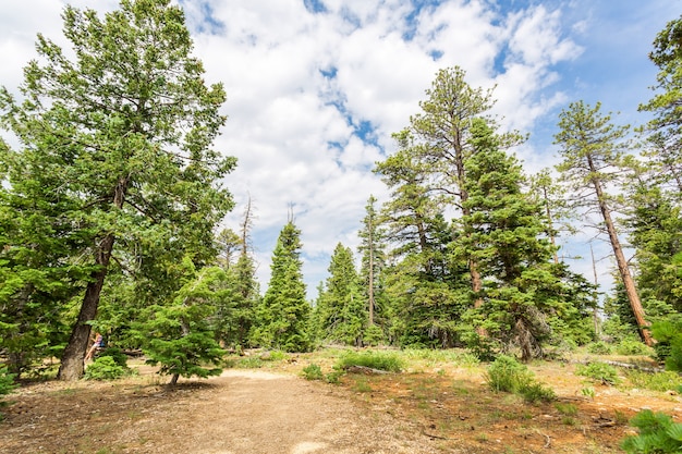 Forêt de pins à fond de ciel nuageux, Bryce Canyon