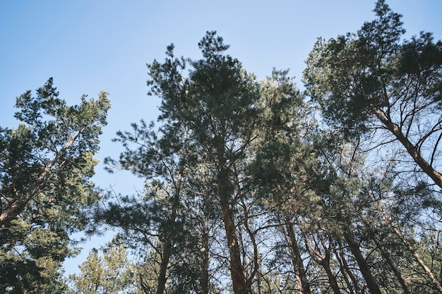 Forêt de pins avec de grands arbres vue d'en bas