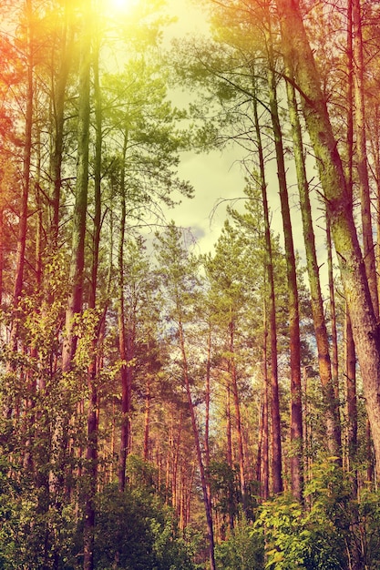 Forêt de pins avec de grands arbres