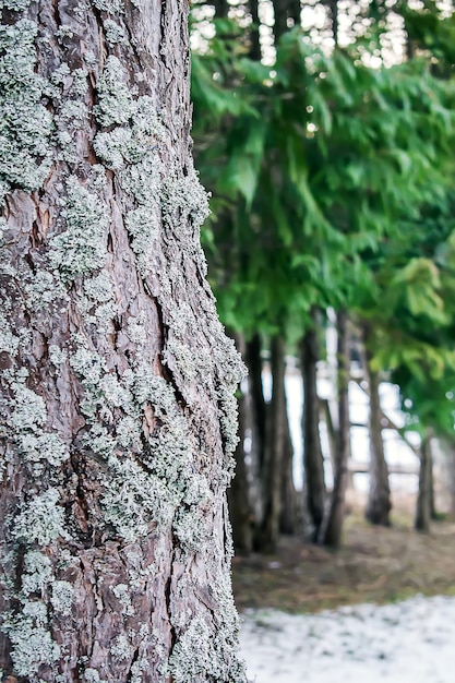 Forêt de pins. Gros plan de l&#39;écorce du pin