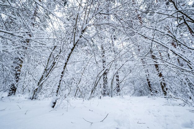 Forêt de pins d'hiver couverte de neige Beau panorama d'hiver aux chutes de neige