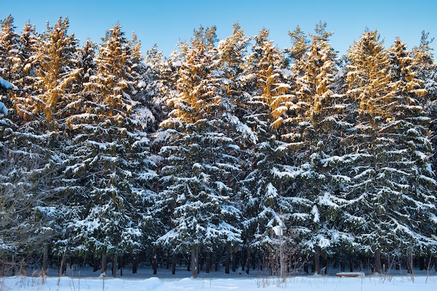 forêt de pins d'hiver couverte par la neige paysage forestier de saison d'hiver avec un ciel bleu profond