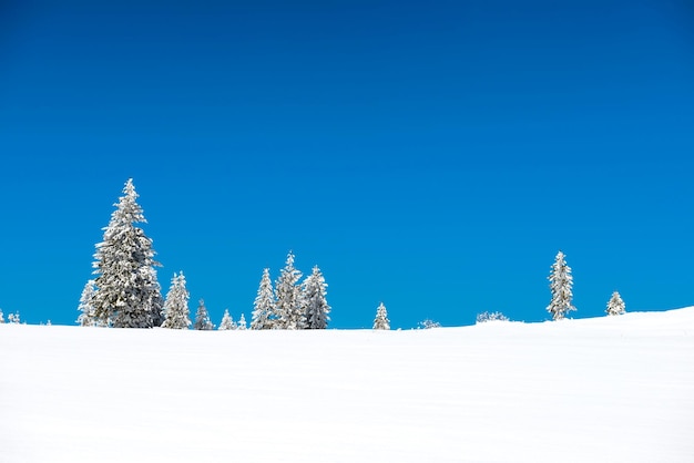 Forêt avec des pins d'hiver dans la neige et le ciel bleu