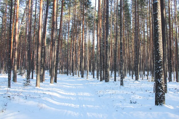 Forêt de pins d'hiver en journée ensoleillée et chemin couvert de neige avec des ombres d'arbres