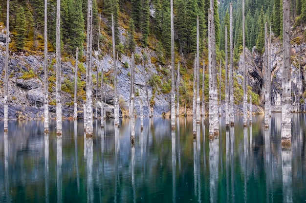 Forêt de pins inondée du lac Kaindy