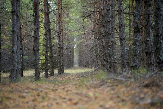 Forêt de pins le jour d'été, gros plan