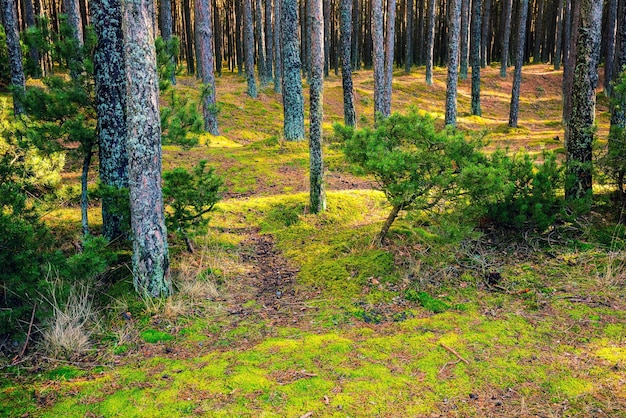 Forêt de pins en journée ensoleillée