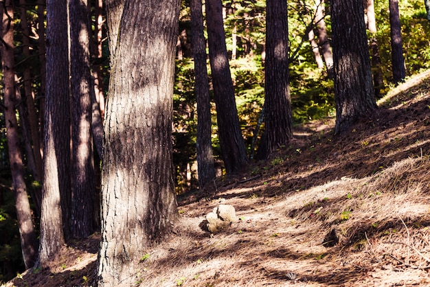 Forêt de pins avec lumière du soleil et ombres