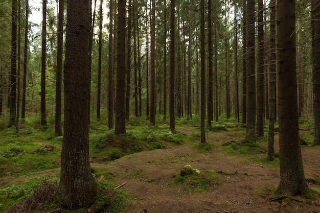 Forêt de pins magique au début de l'automne en Russie.