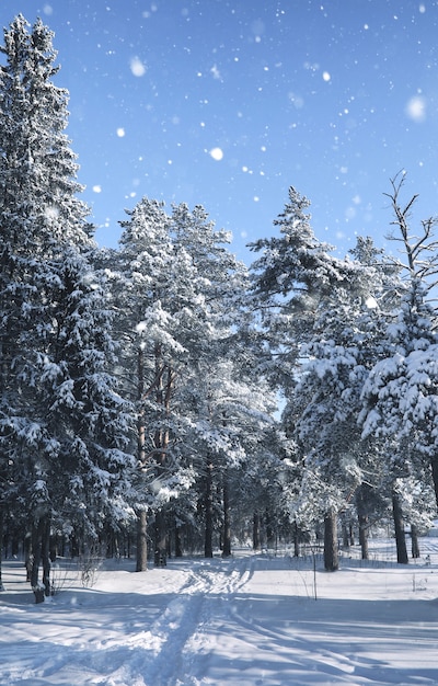 Forêt de pins magiques en hiver dans la tempête de neige