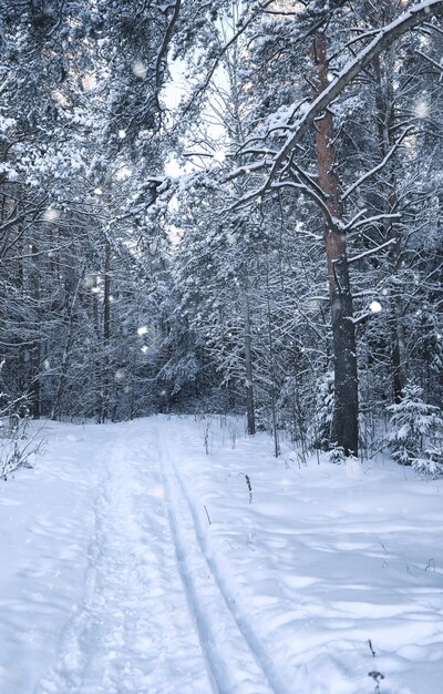 Forêt de pins magiques en hiver dans la tempête de neige