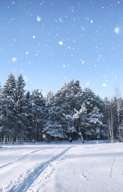 forêt de pins magiques en hiver dans la tempête de neige