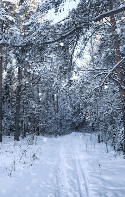 Forêt de pins magiques en hiver dans la tempête de neige