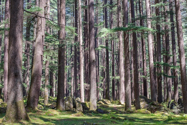 Forêt de pins à Manali, état de l'Himachal Pradesh, Inde . Belle forêt deodar