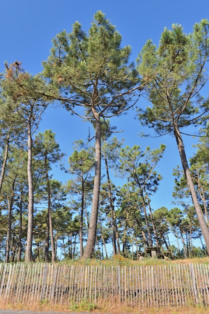 Photo forêt de pins maritimes sur la côte de la mer atlantique et clôture de protection en bois sous ciel bleu