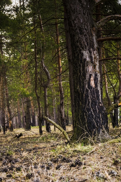 Forêt de pins matin