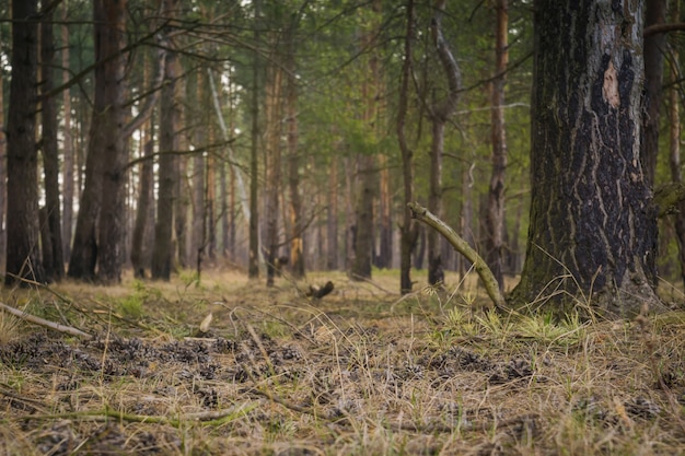 Forêt de pins matin