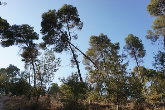 Forêt de Pins et Montagnes