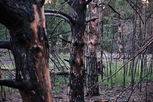 Forêt de pins morts carbonisés après un incendie