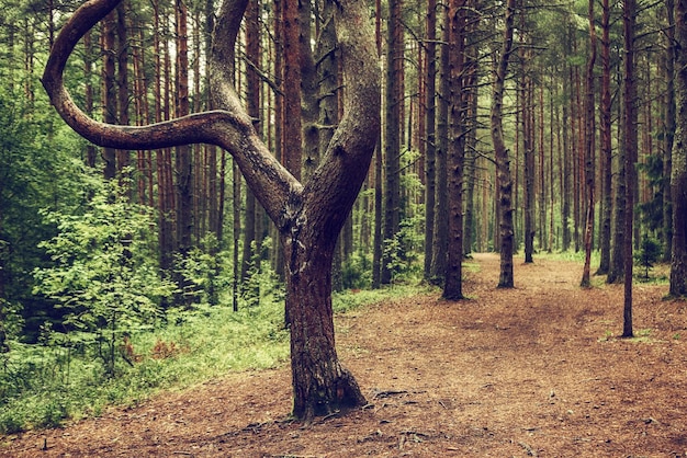 Forêt de pins noirs