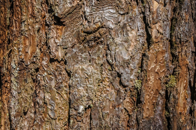 Photo forêt de pins, pang oung, fils de mae hong, thaïlande