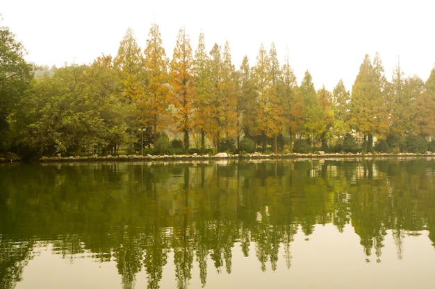 forêt de pins avec paysage de lac de rivière