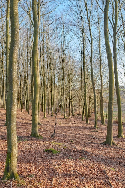 Forêt de pins plantés dans un écosystème calme et éloigné en automne Vue panoramique et paisible sur un bois vide et isolé avec des arbres nus en hiver Un habitat et un environnement naturels