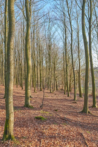 Forêt de pins plantés dans un écosystème calme et éloigné en automne Vue panoramique et paisible sur un bois vide et isolé avec des arbres nus en hiver Un habitat et un environnement naturels