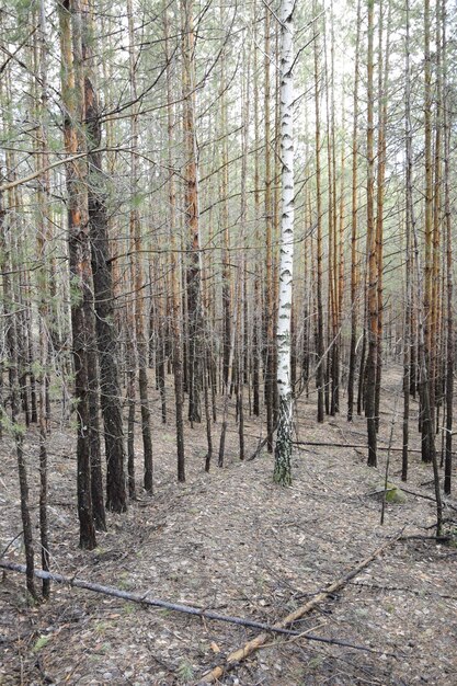 Une forêt de pins de printemps Skripino village Ulyanovsk Russie la pierre dans la forêt Skrzypinski Kuchury