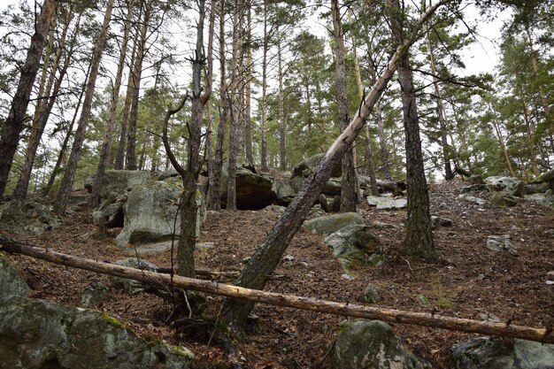 Une forêt de pins de printemps Skripino village Ulyanovsk Russie la pierre dans la forêt Skrzypinski Kuchury