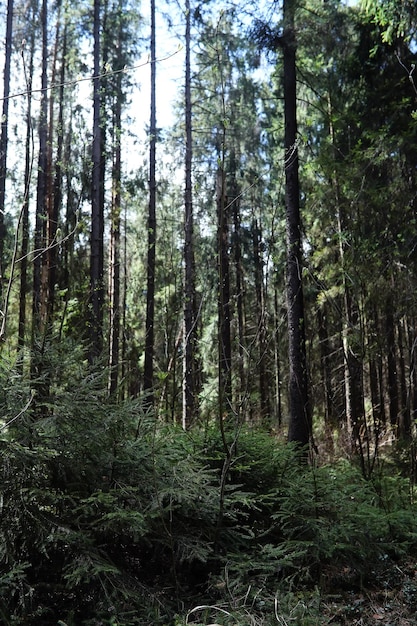 Forêt de pins. Profondeurs d'une forêt. Parcourez les sentiers forestiers. Arbres sans feuillage au début du printemps. Randonnée à travers la réserve.