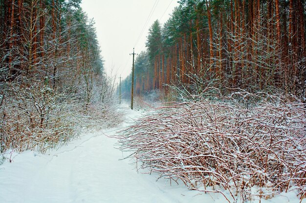 Forêt de pins recouverte de neige