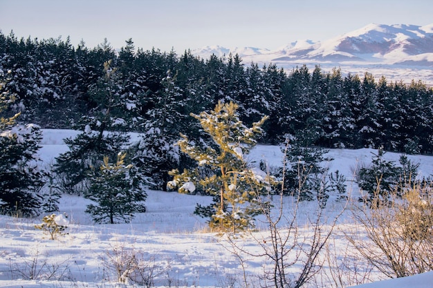 Forêt de pins recouverte de neige