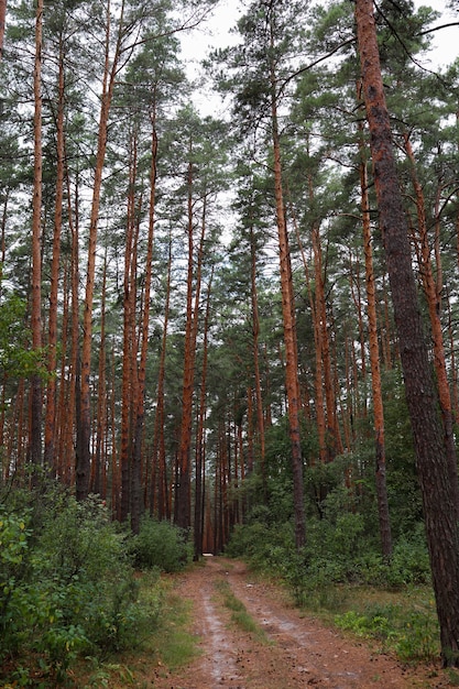 Forêt de pins et rondins de pins lisses, entre lesquels passe le chemin