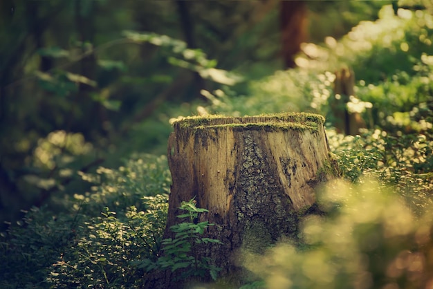 Forêt de pins scandinaves du nord Suède voyage naturel à l'extérieur fond hipster vintage avec la souche