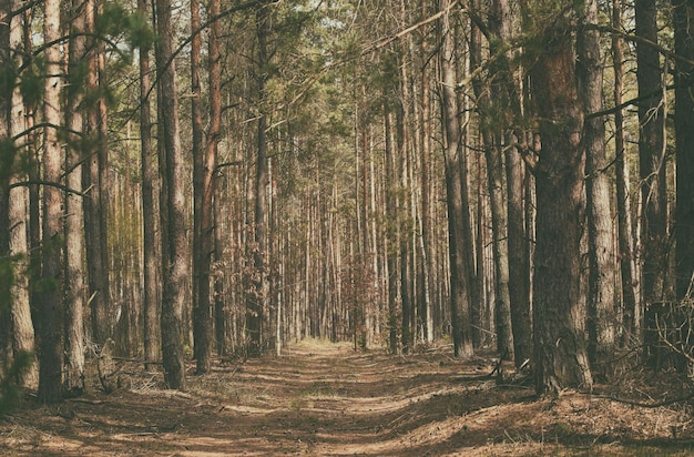 Forêt de pins scandinaves du nord Suède voyage naturel à l'extérieur fond hipster vintage